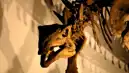 Köpek Büyüklüğünde Yeni Dinozor Keşfi!