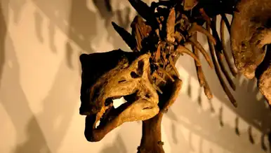 Köpek Büyüklüğünde Yeni Dinozor Keşfi!